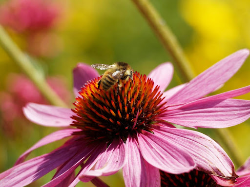 bee landing on pink flower