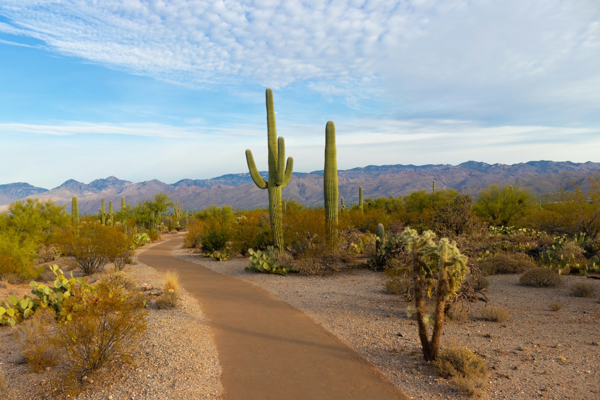 There are easy, scenic hikes in Prescott, including paved and ADA-accessible trails. Try Lynx Lake, Goldwater Lake, the Peavine Trail and more